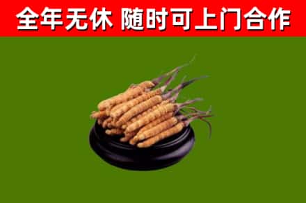 昆玉市烟酒回收冬虫夏草.jpg